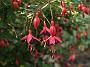 Fuchsia Mrs Poppel